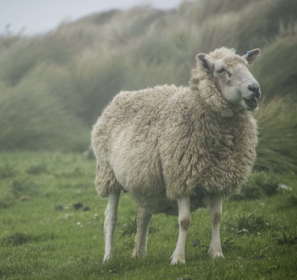 We love British wool